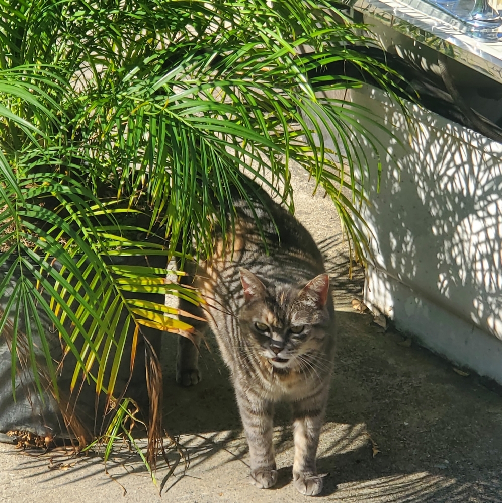 ***PET ALERT!!!*** - Picture 12 of 13
